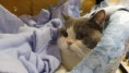 /album/galeria-de-fotos-os-nossos-gatos/wills-5-jpg/